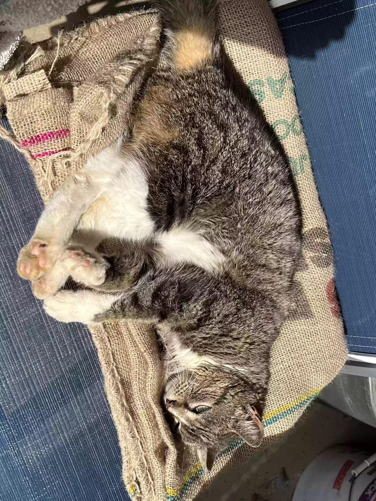 Found cat in Fairfax, VA, 22030