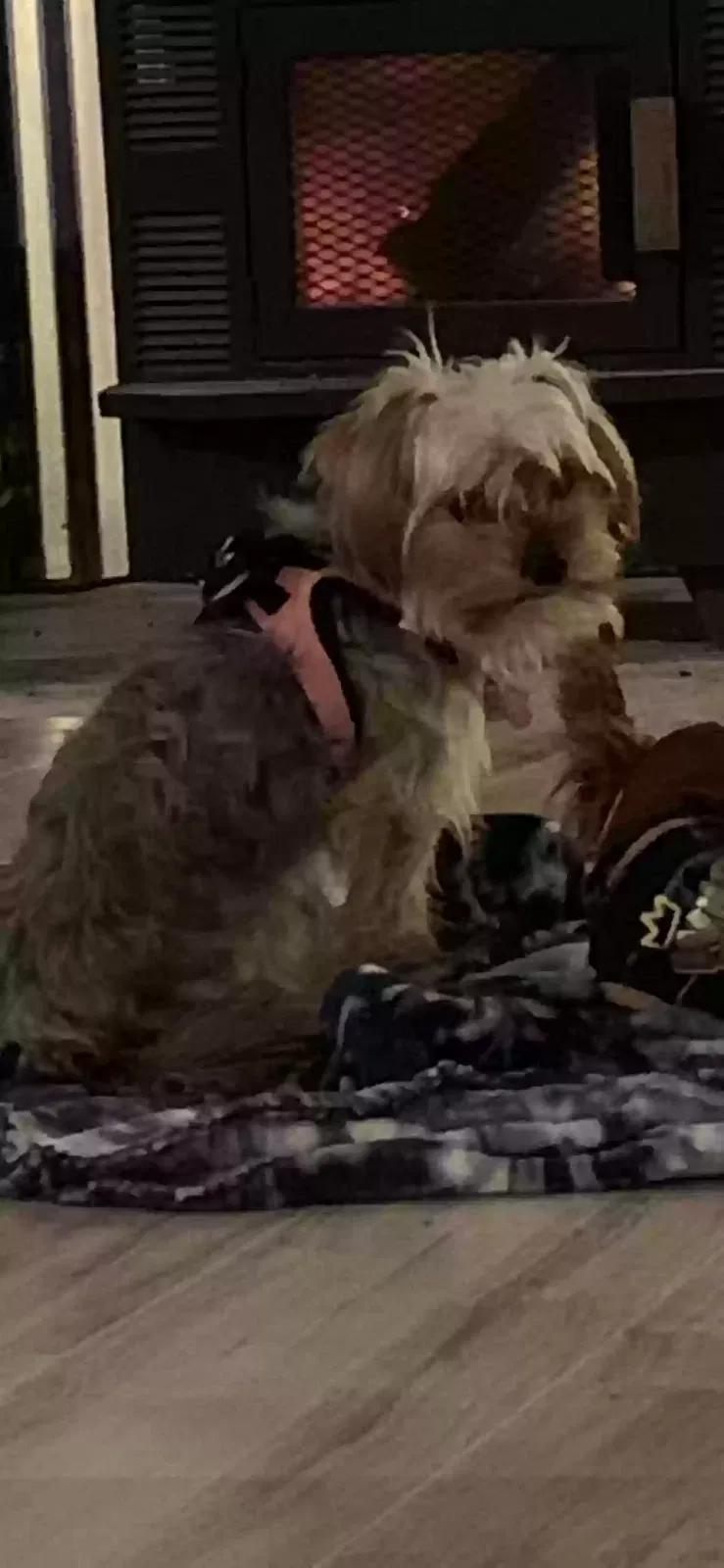 Lost dog in Weatherford, TX, 76086