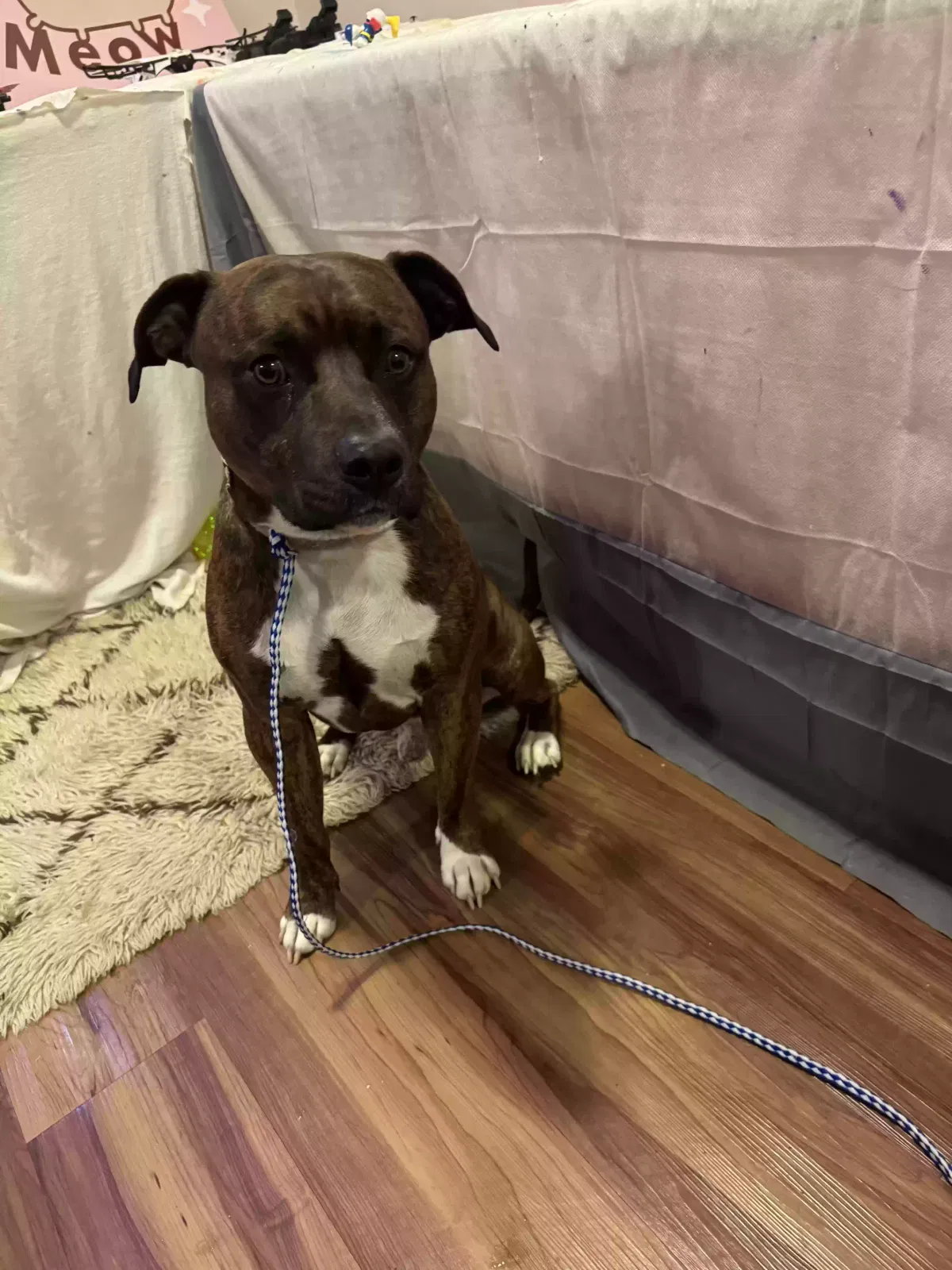 Found dog in Kingsport, TN, 37660