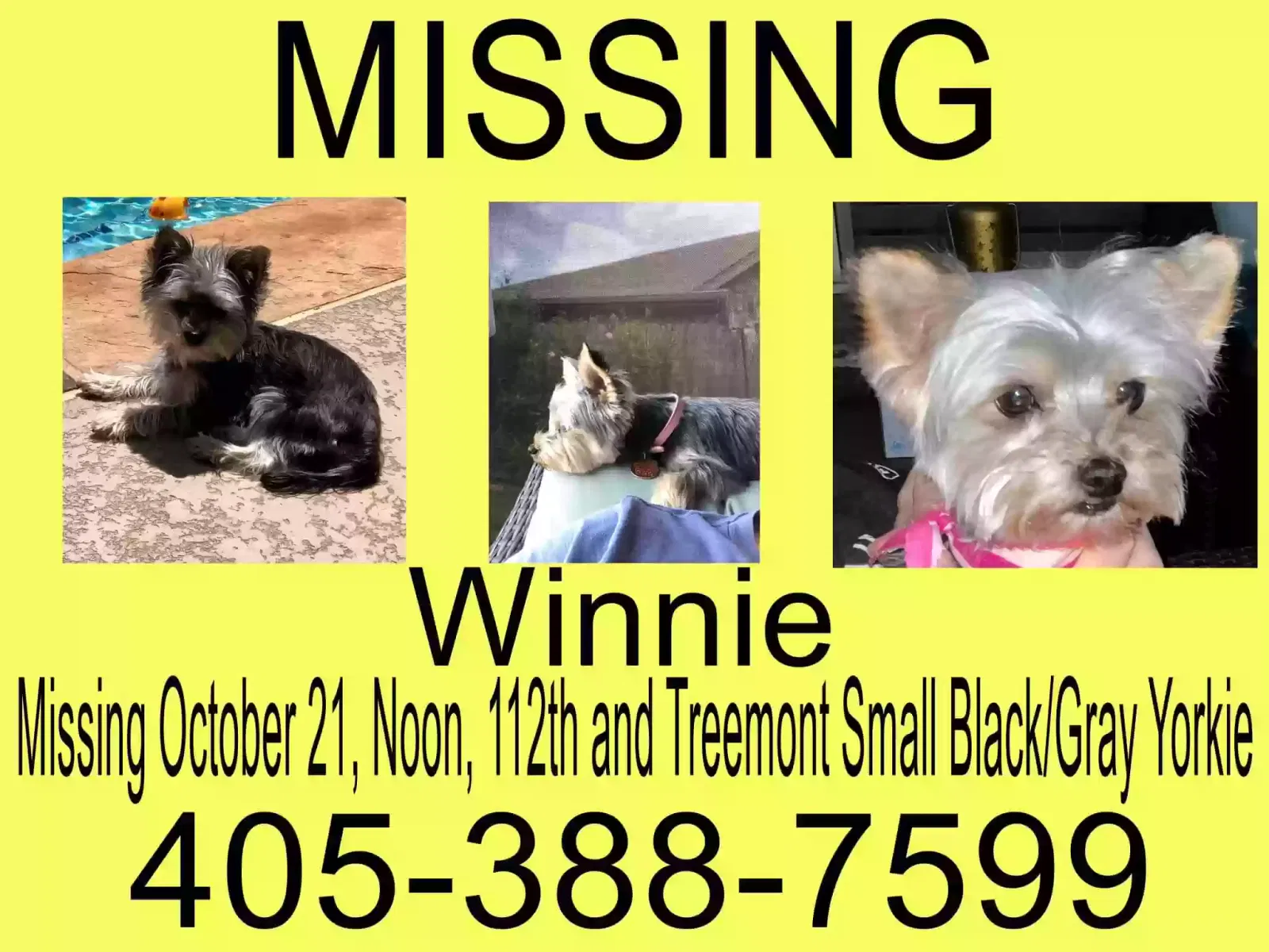 Lost dog in Oklahoma City, OK, 73162