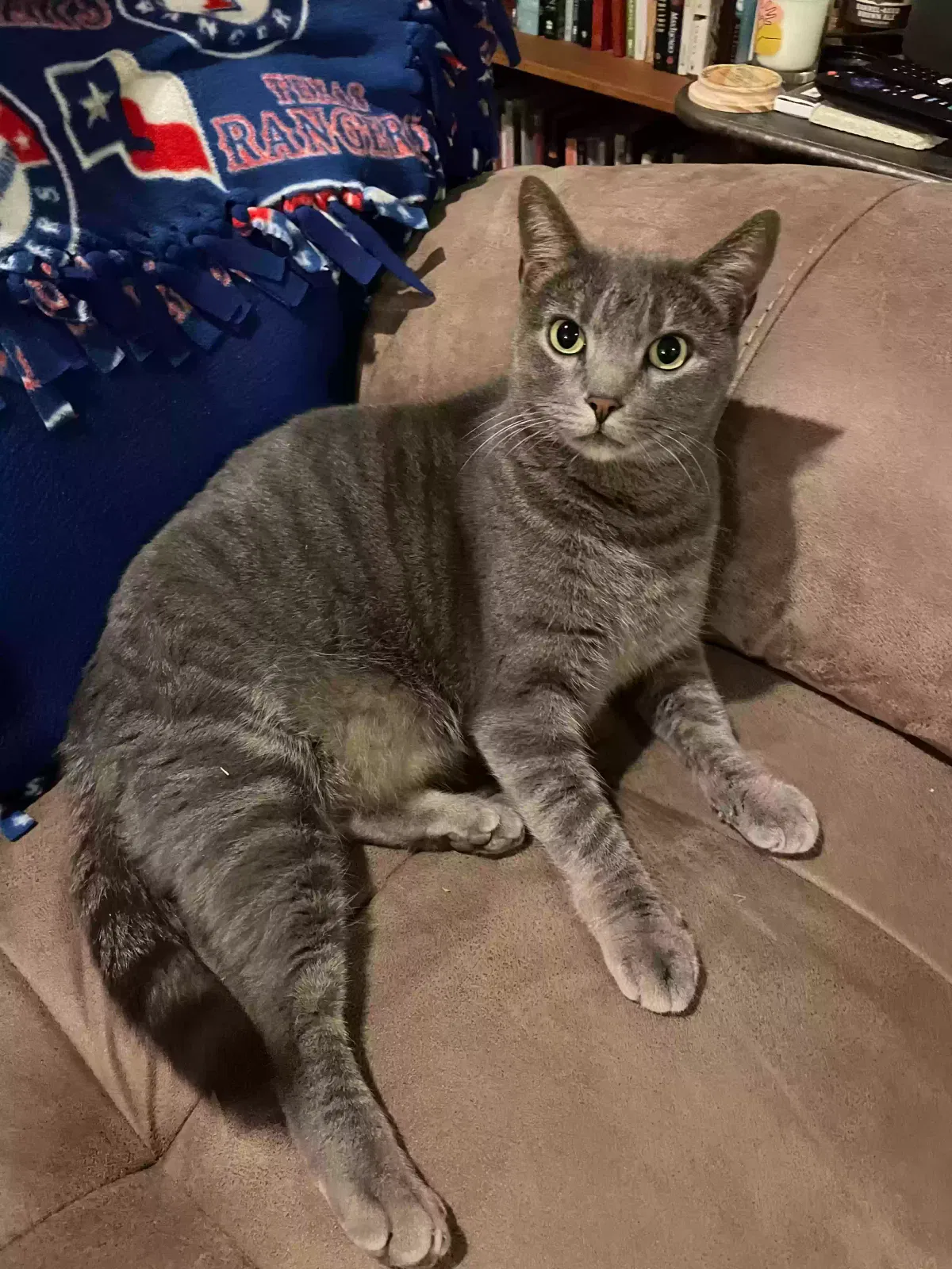 Lost cat in Madison, TN, 37115