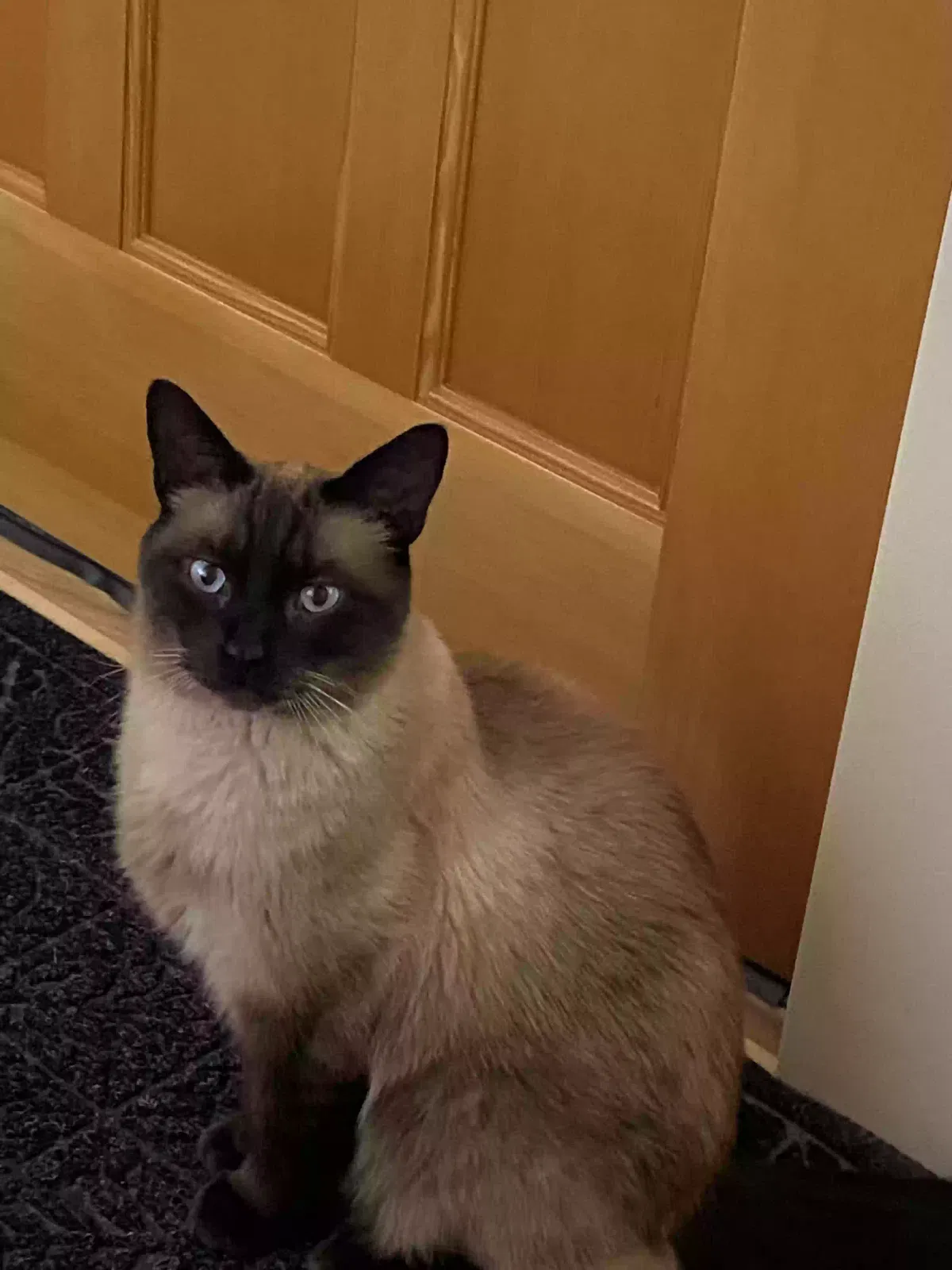 Lost cat in Sandpoint, ID, 83864