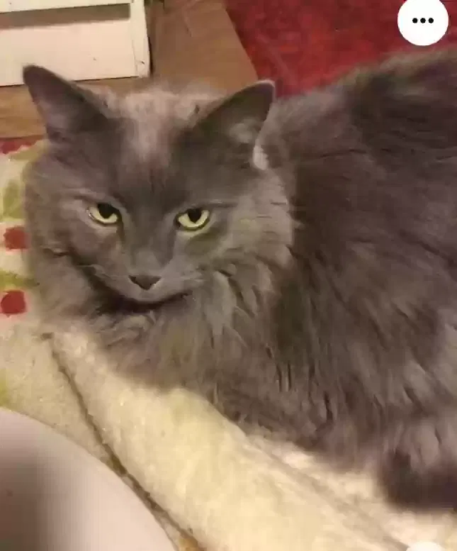 Lost cat in Chicago, IL, 60634