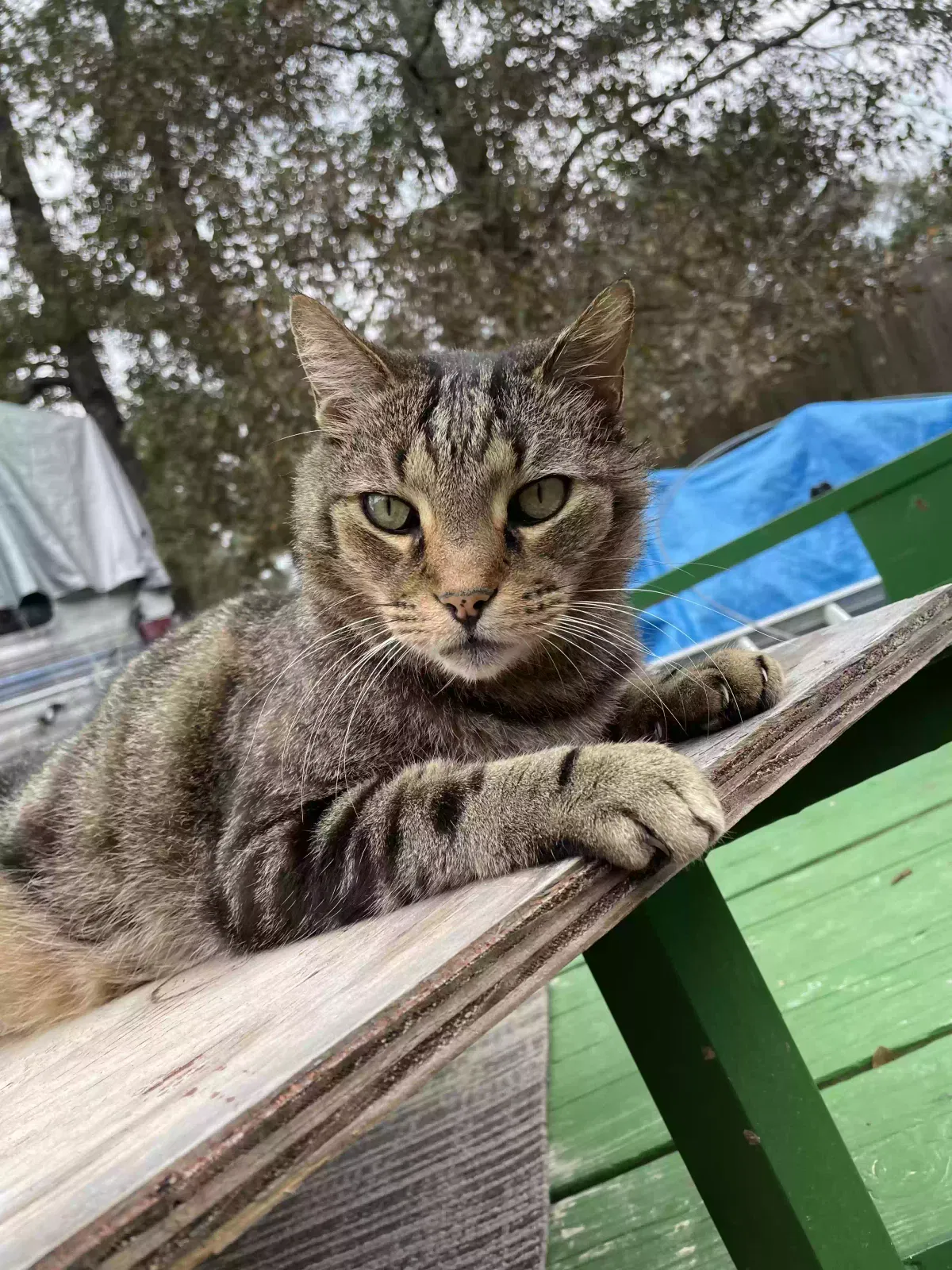 Lost cat in Florence, MS, 39073