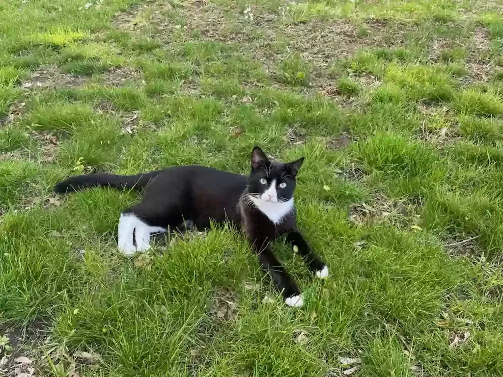 Lost cat in Brockton, MA, 2301