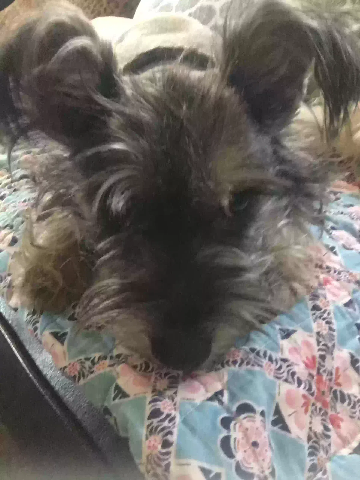 Found dog in San Antonio, TX, 78232
