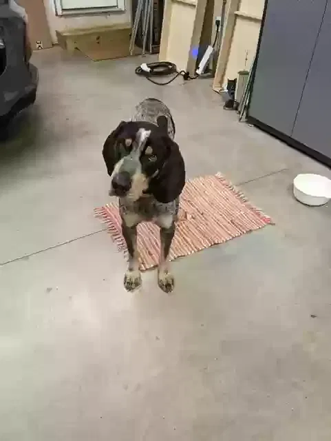 Found dog in Mooresville, NC, 28117