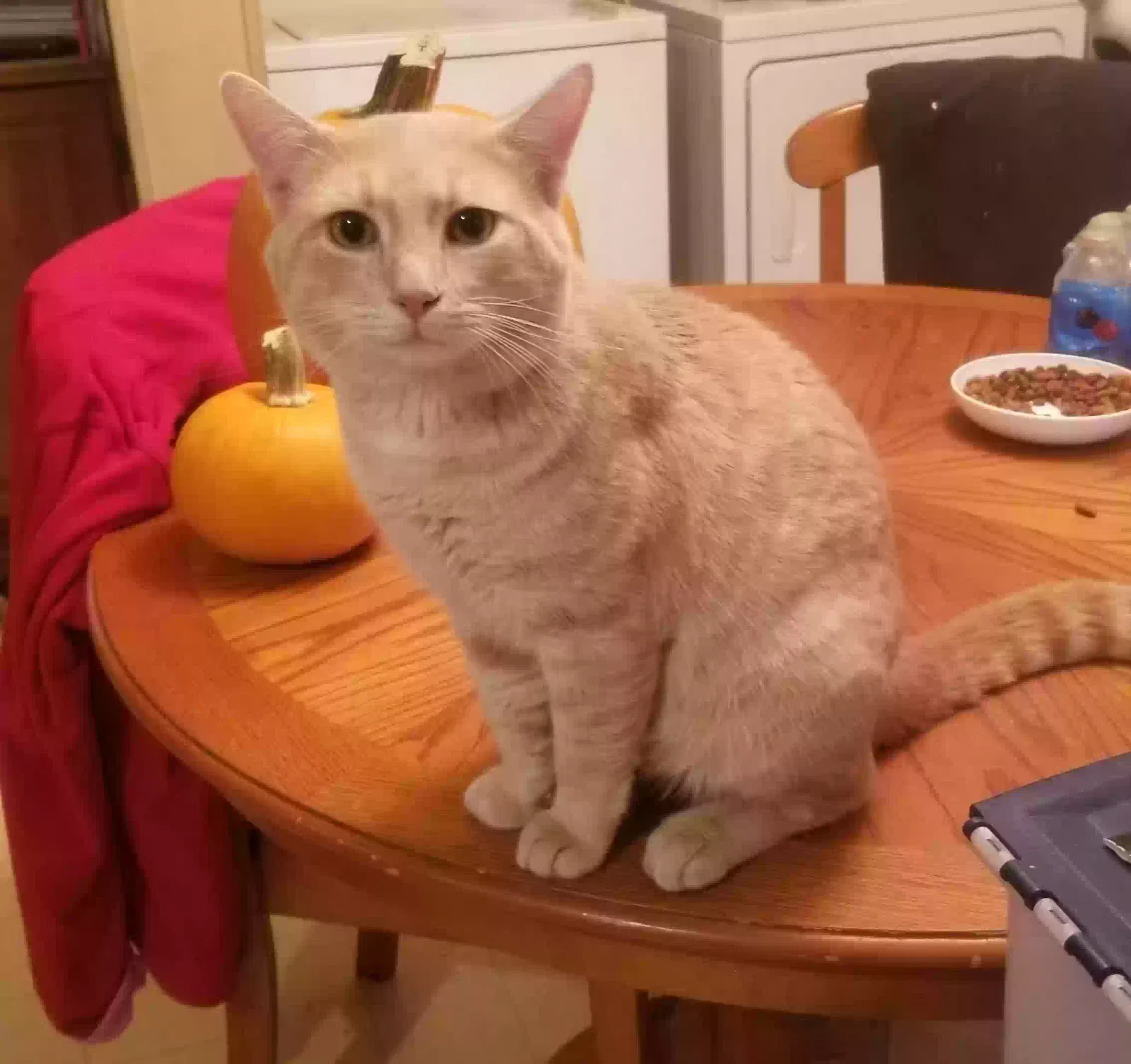 Lost cat in Radcliff, KY, 40160