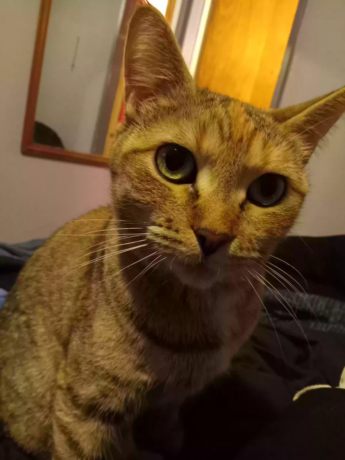 Lost cat in Montclair, CA, 91763