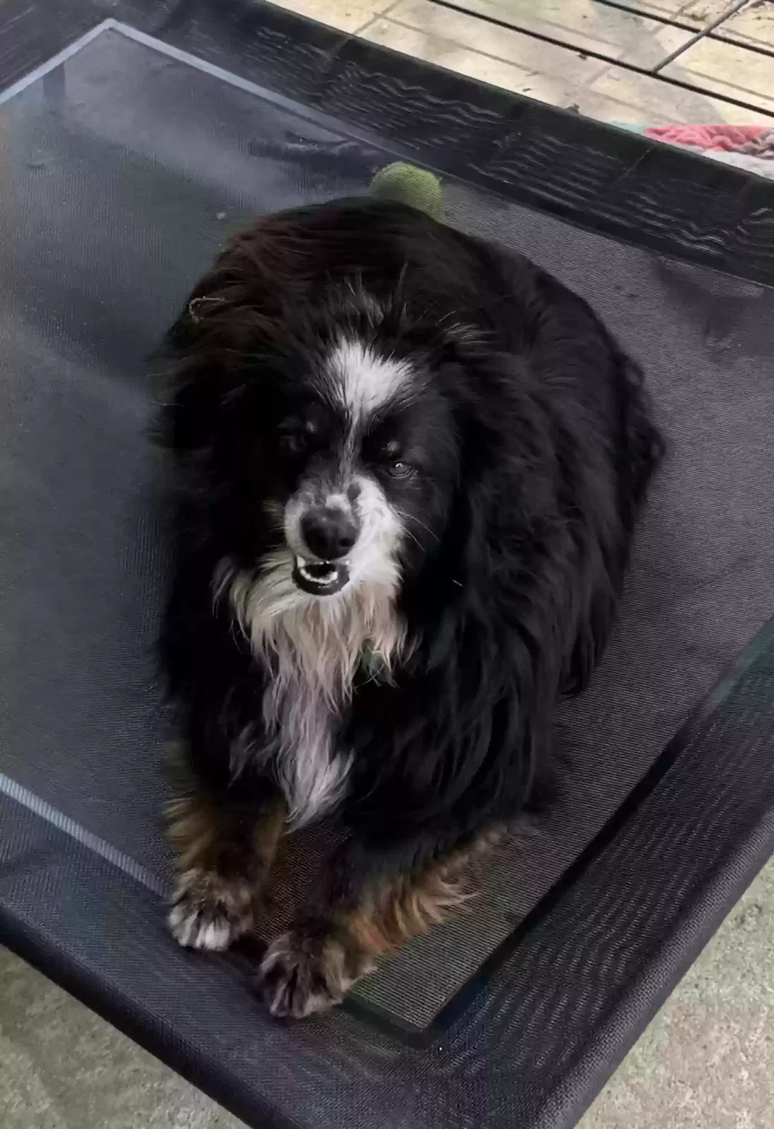 Lost dog in Rock Hill, SC, 29732