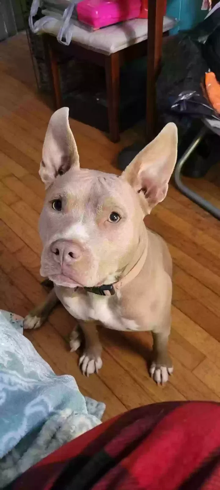 Lost dog in Monroe, GA, 30655