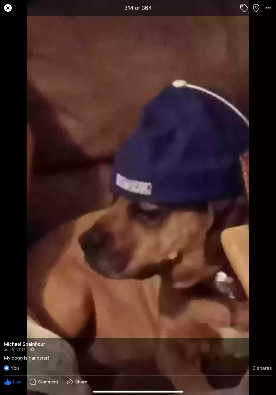 Lost dog in Walkertown, NC, 27051