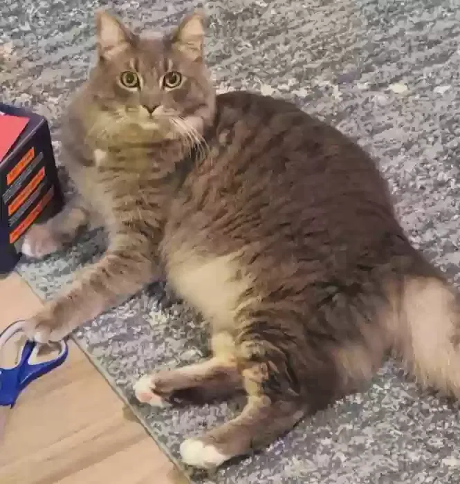 Lost cat in Sacramento, CA, 95831