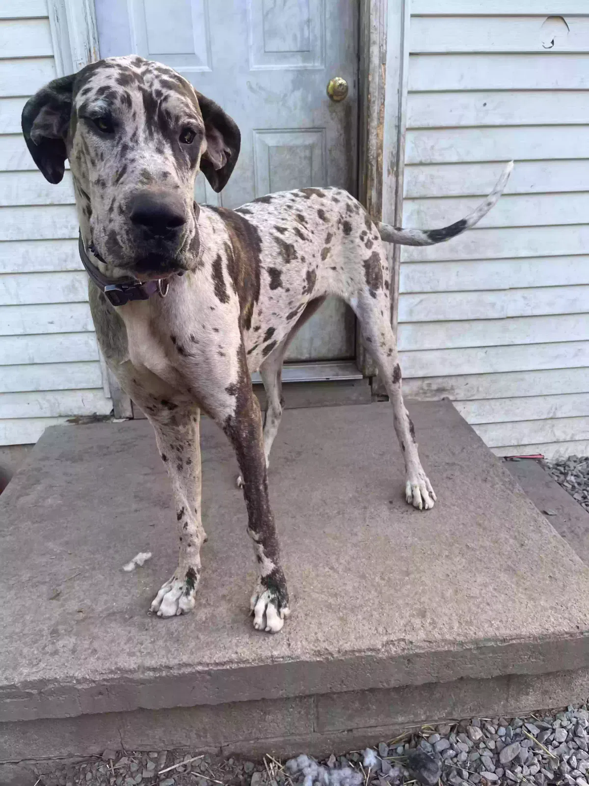 Lost dog in Debord, KY, 41214
