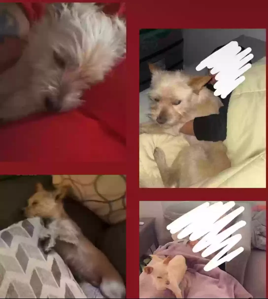 Lost dog in Highland, CA, 92346
