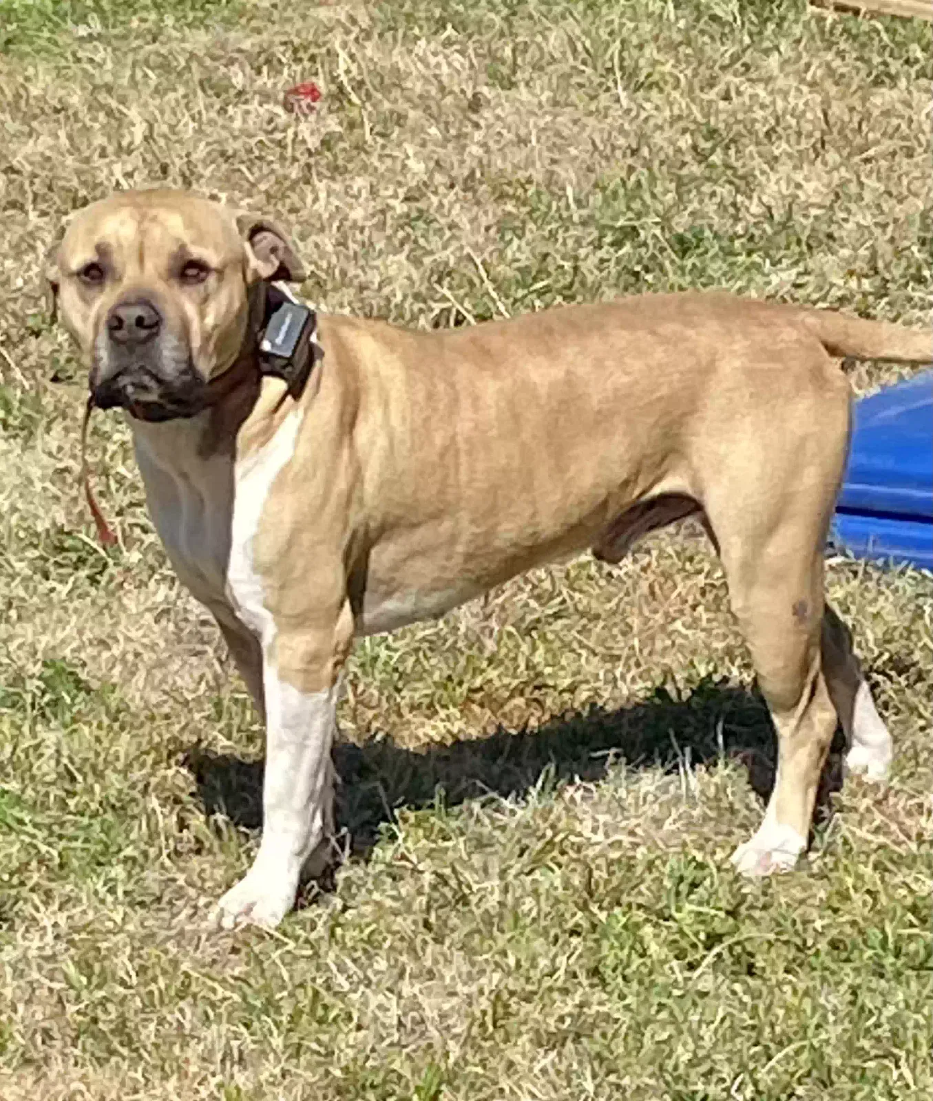 Lost dog in Jourdanton, TX, 78026