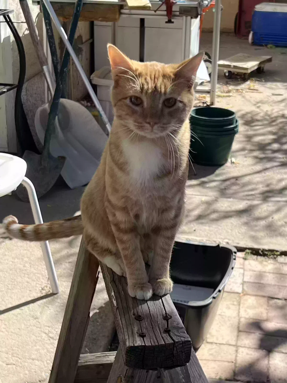 Lost cat in Albuquerque, NM, 87108