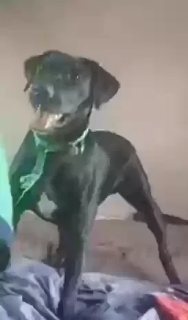 Lost dog in Slidell, LA, 70458