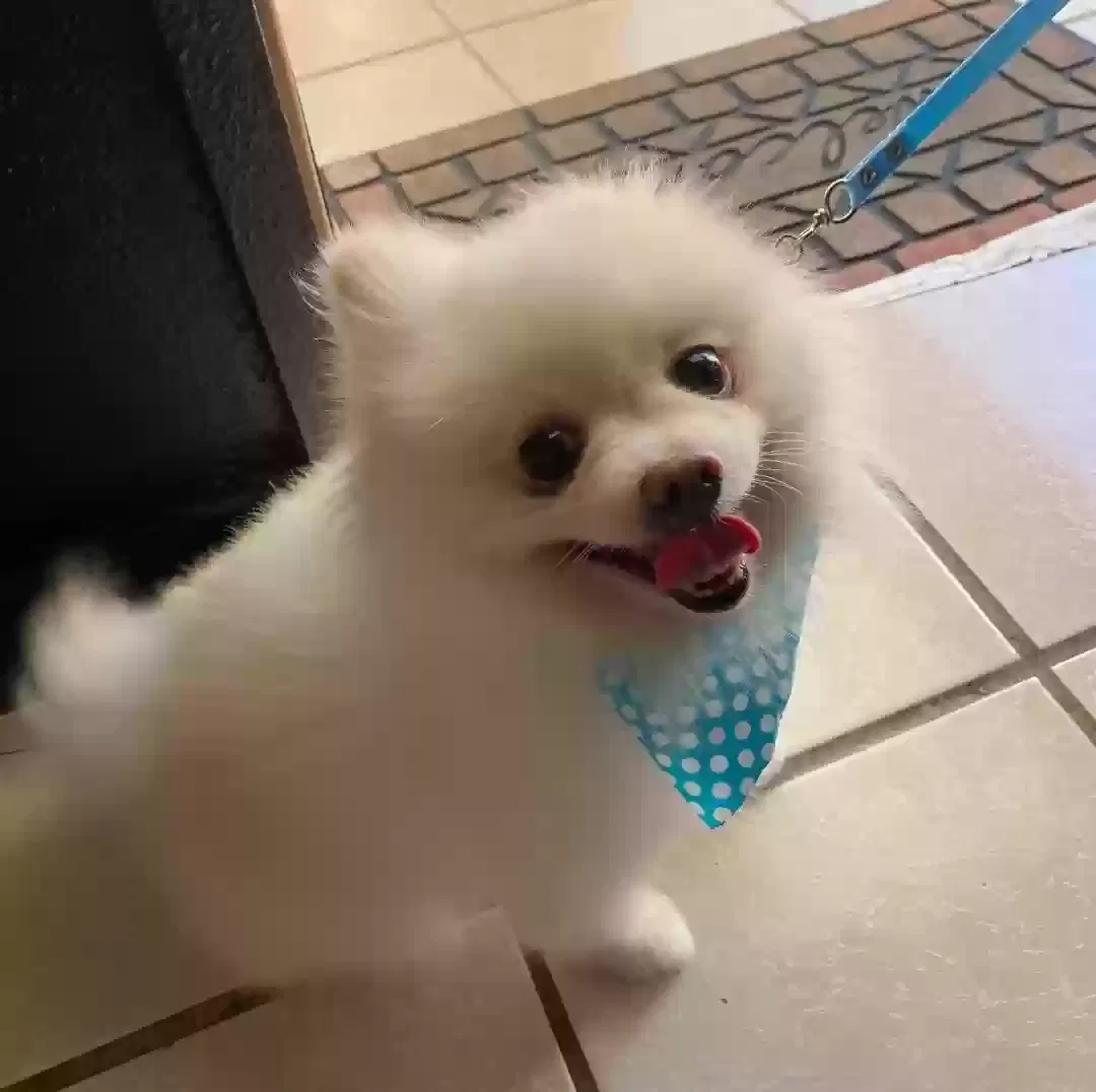 Lost dog in Laredo, TX, 78040
