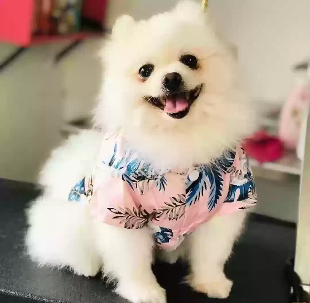 Lost dog in Laredo, TX, 78040