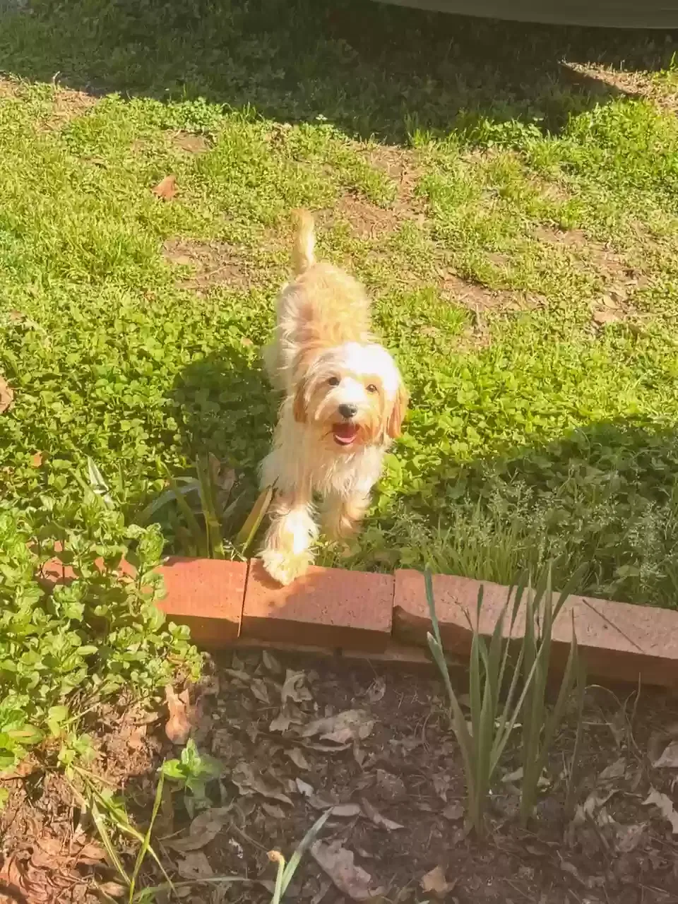 Lost dog in Knightdale, NC, 27545