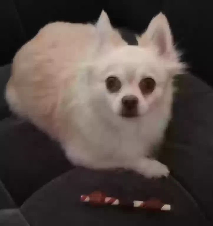 Lost dog in Barstow, CA, 92311