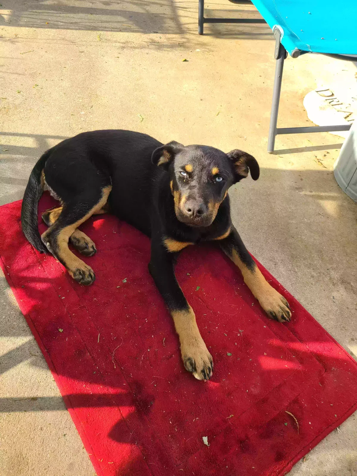 Found dog in Redwood, MS, 39156