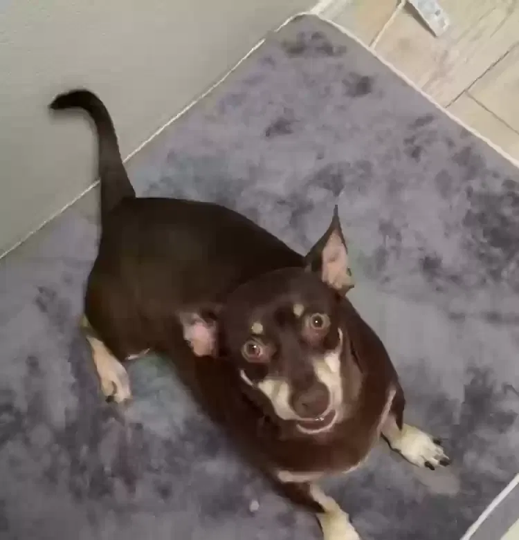 Lost dog in Grand Prairie, TX, 75052