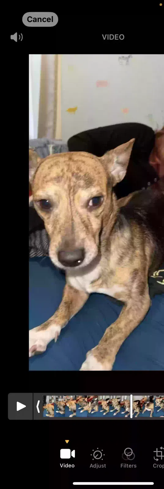 Lost dog in Milwaukee, WI, 53204