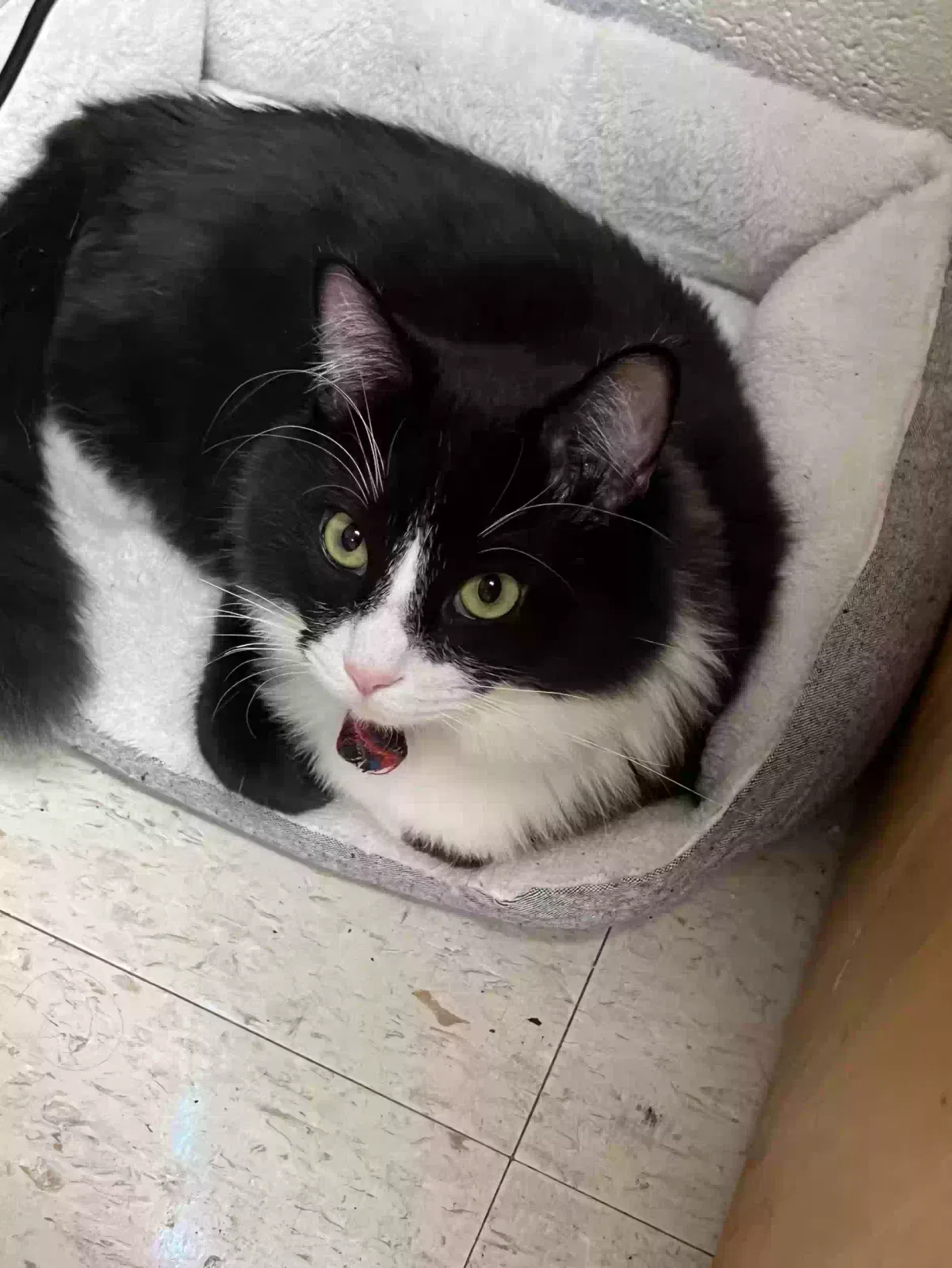 Lost cat in Akron, OH, 44313
