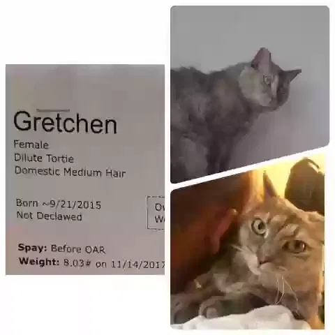 Lost cat in Cincinnati, OH, 45211