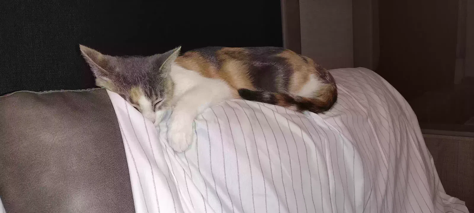 Lost cat in Schulenburg, TX, 78956