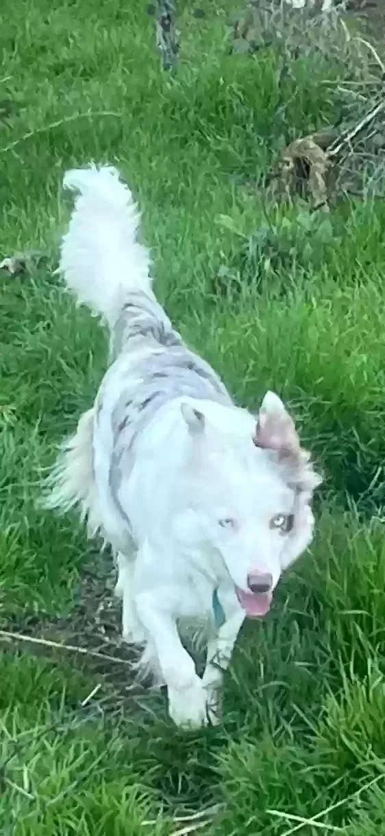 Lost dog in Pleasant Grove, CA, 95668