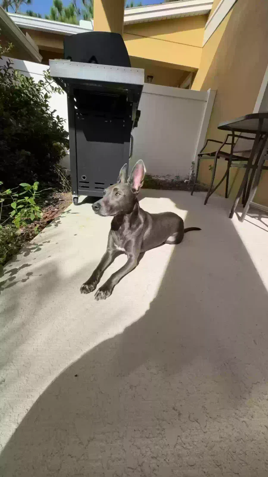 Lost dog in Winter Garden, FL, 34787