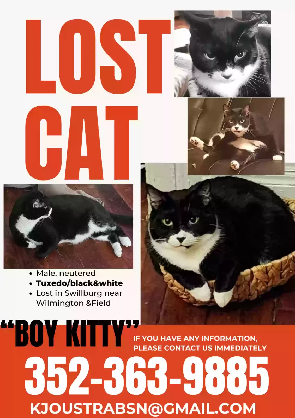 Lost cat in Rochester, NY, 14620
