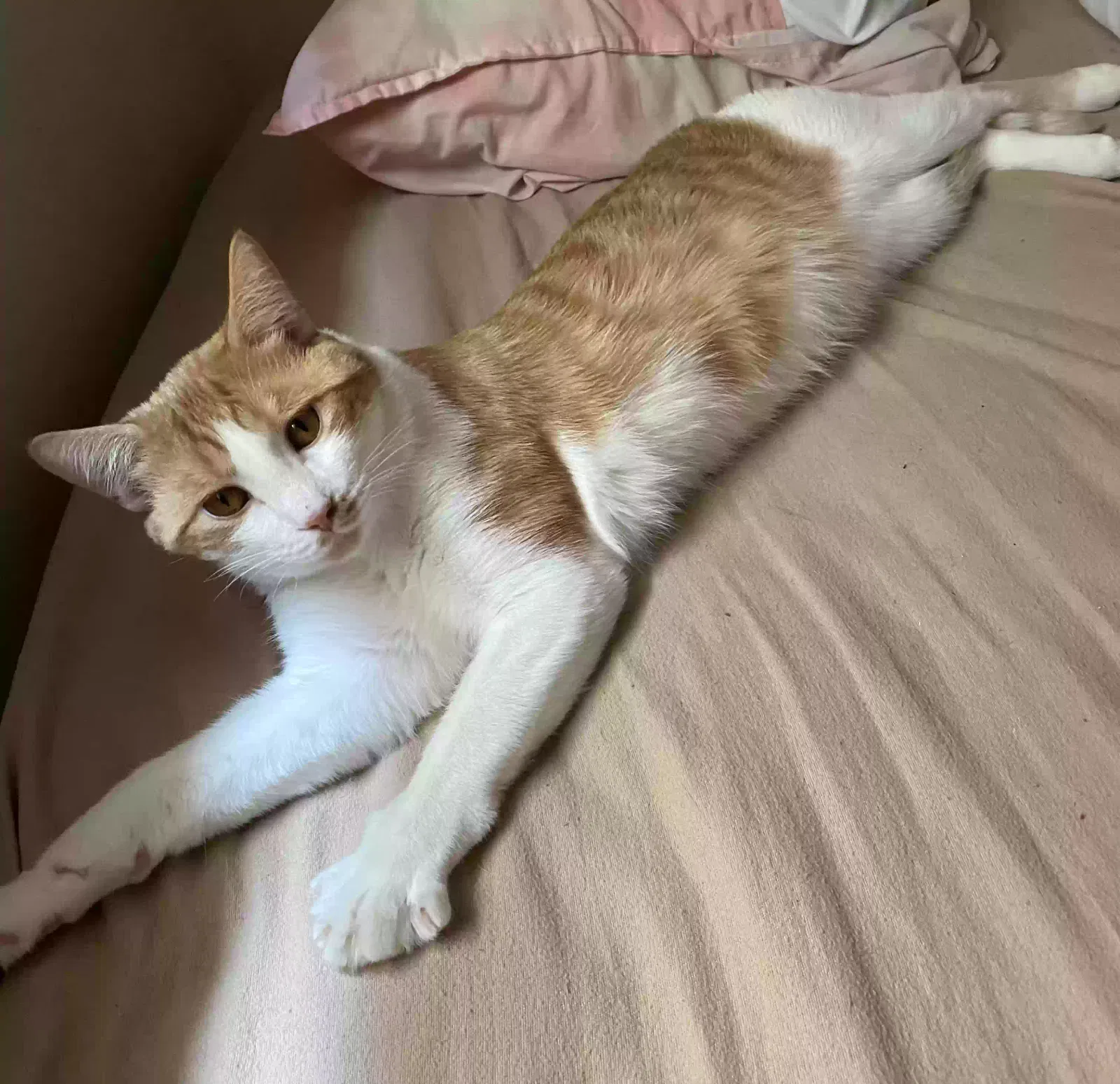 Lost cat in Unknown, VA, 26308