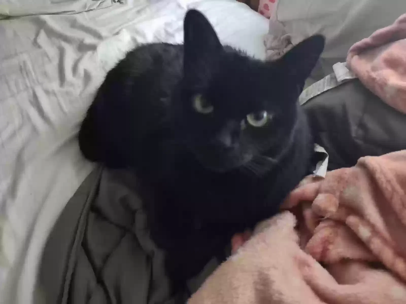 Lost cat in Leland, NC, 28451