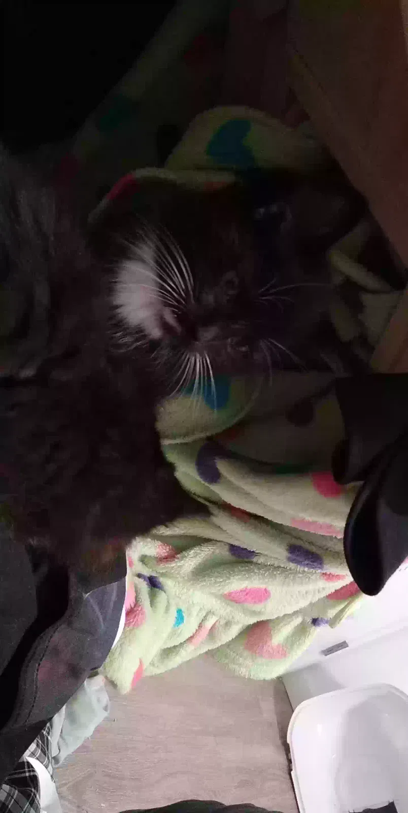Lost cat in Beaverton, OR, 97006