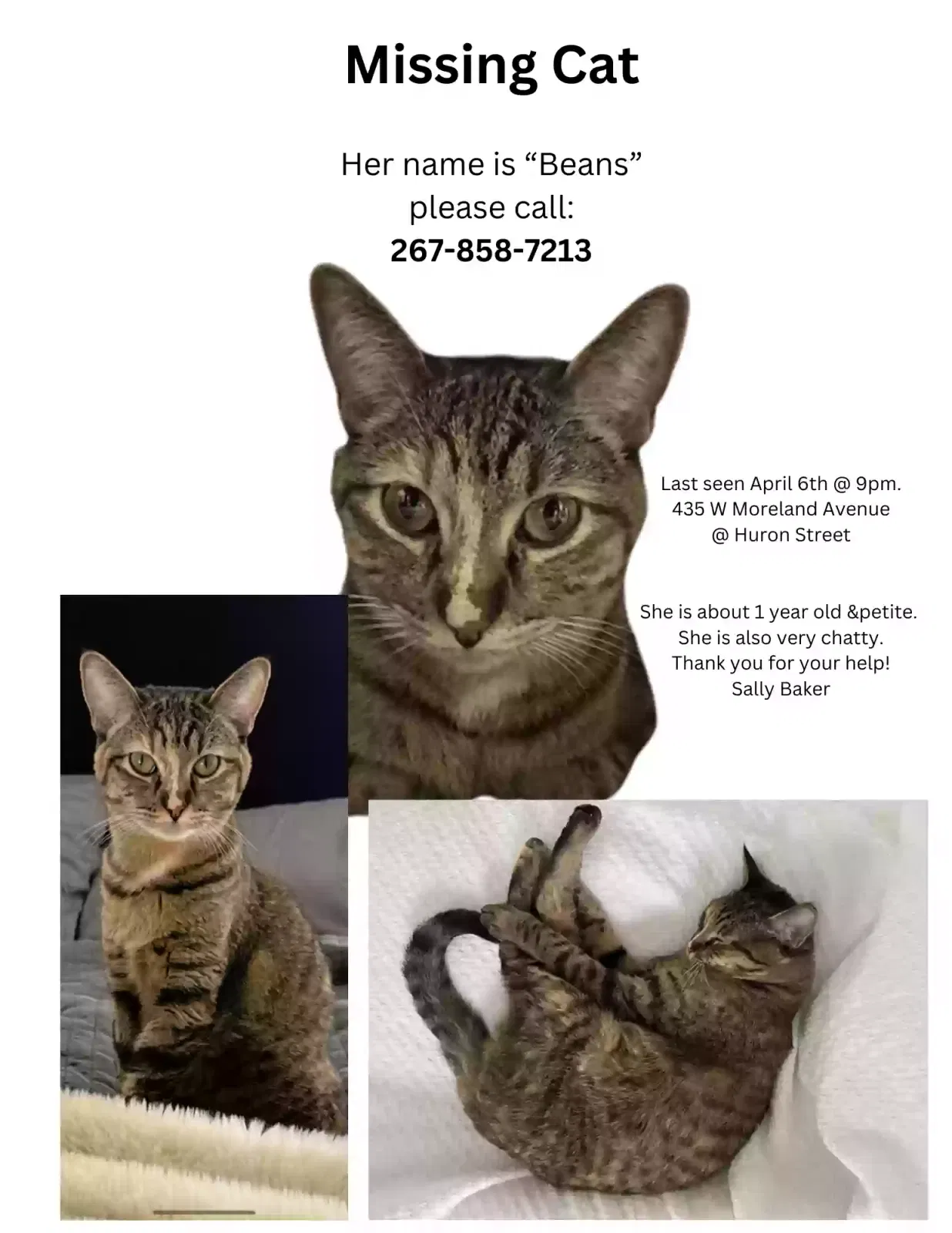 Lost cat in Philadelphia, PA, 19118