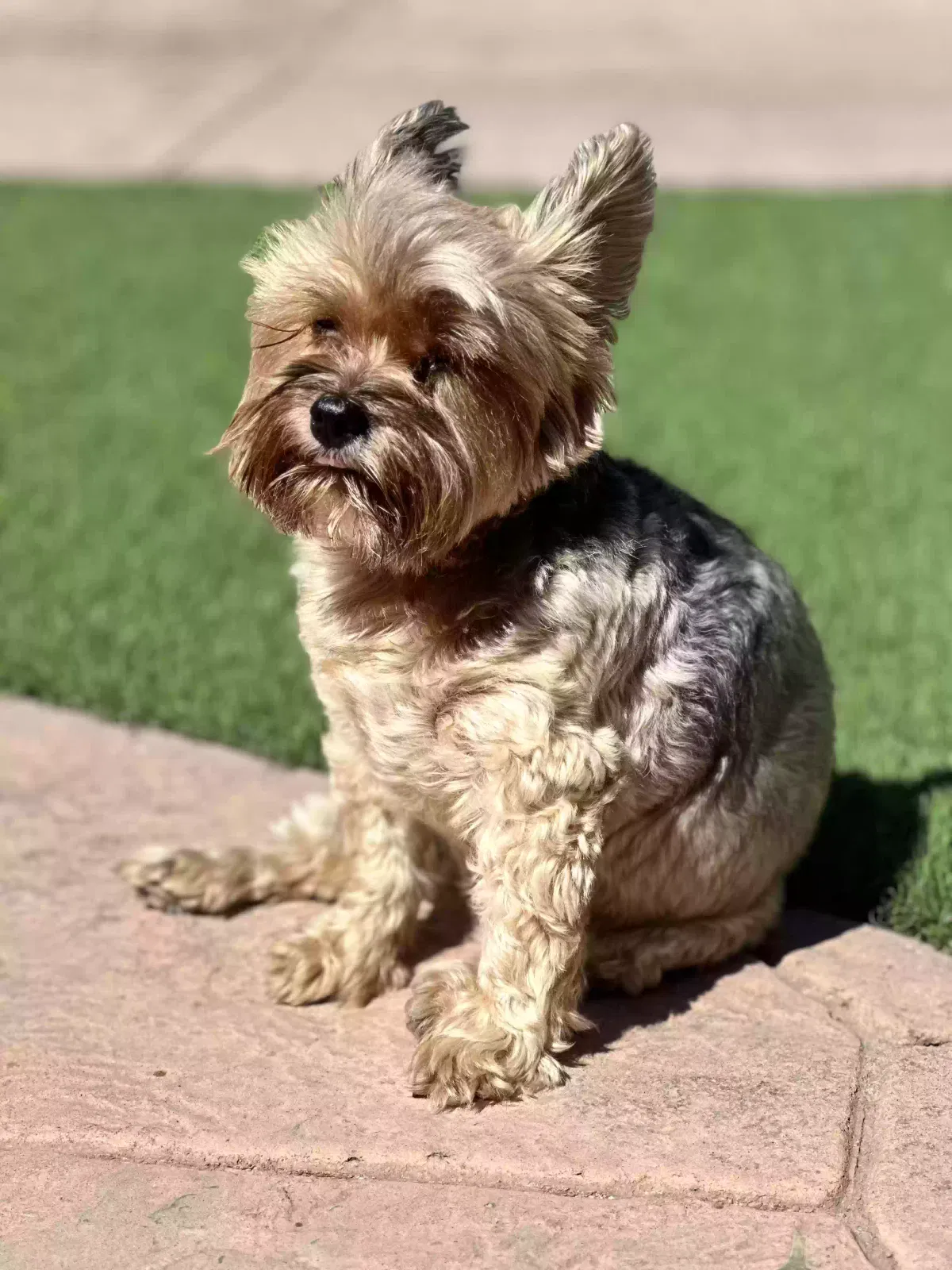 Lost dog in Riverside, CA, 92504