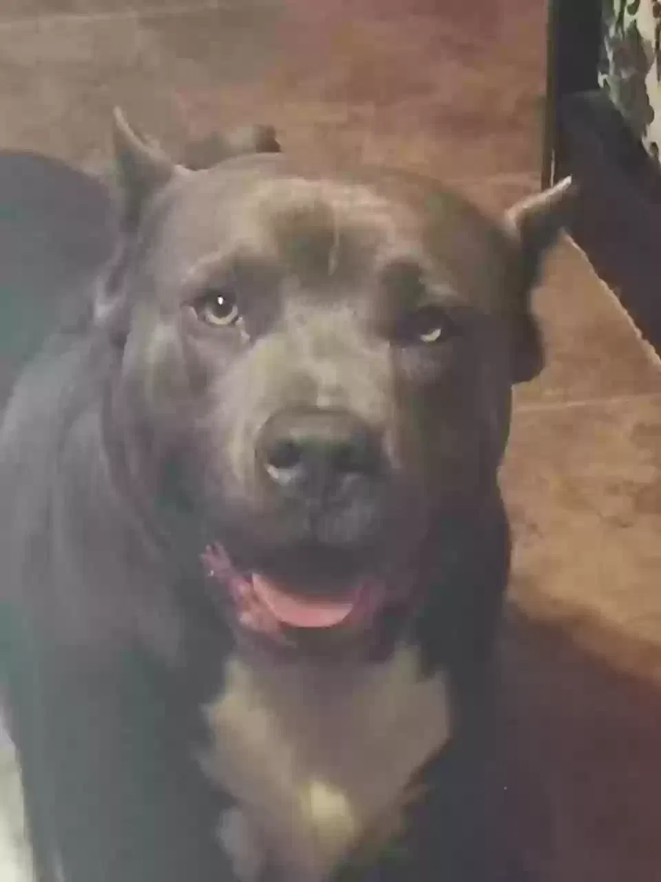 Lost dog in Houston, TX, 77045