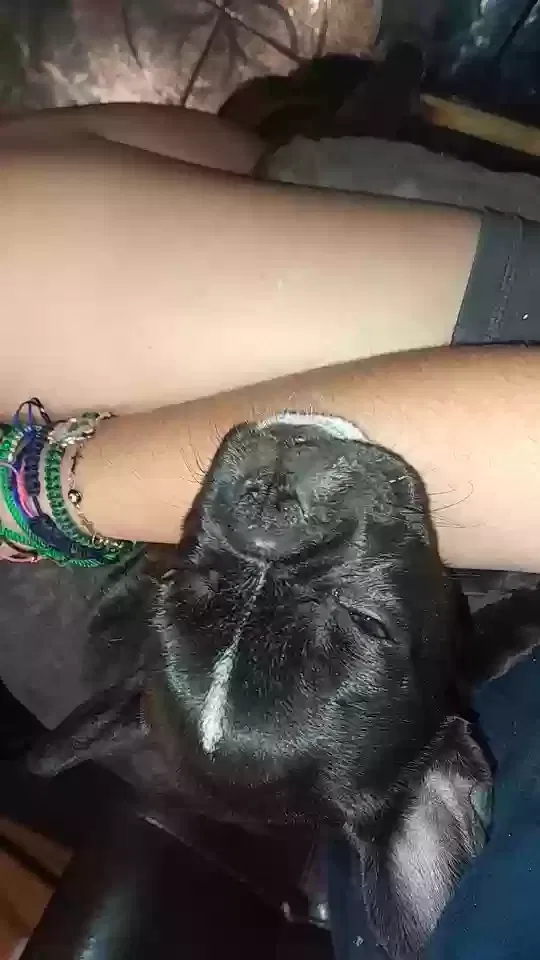 Lost dog in Los Angeles, CA, 90001