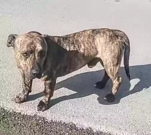 Found dog in Stockton, CA, 95206
