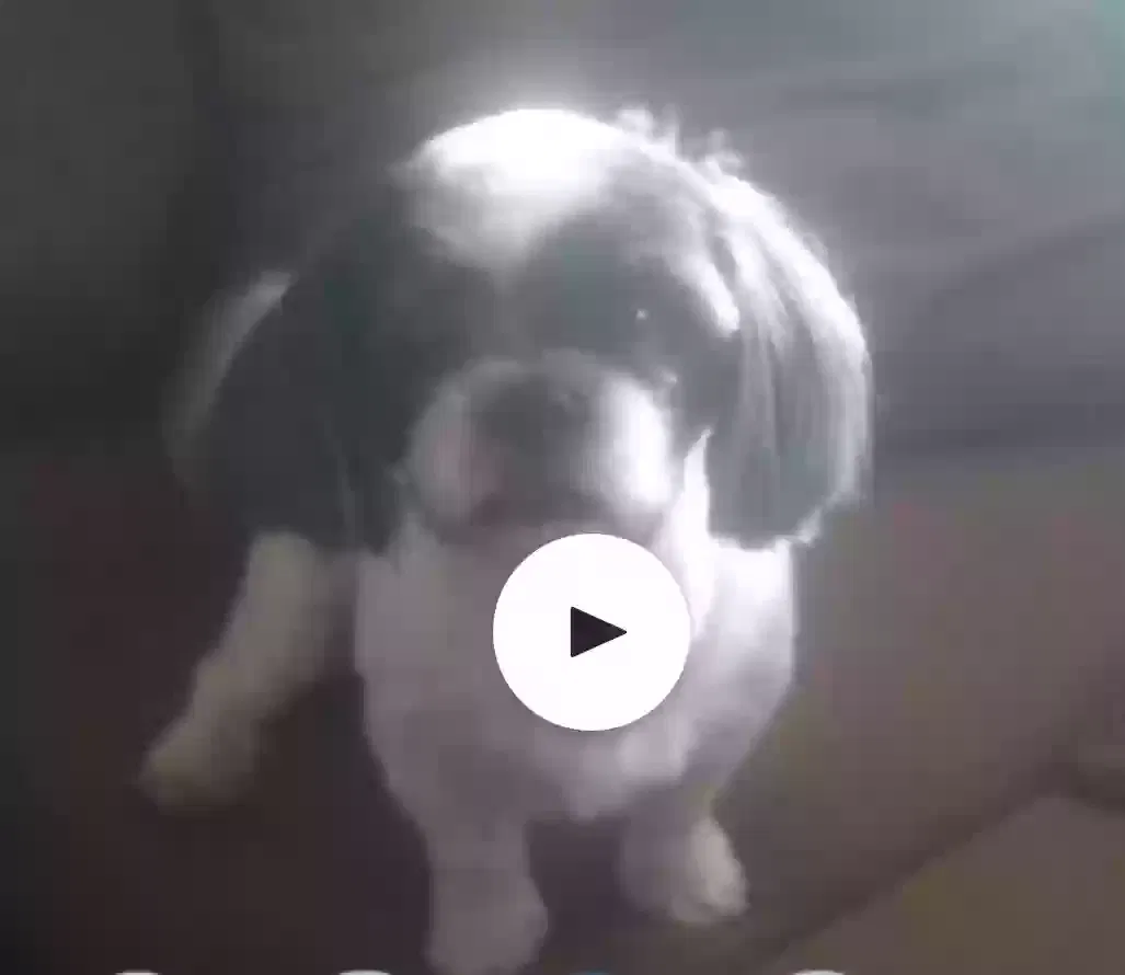 Lost dog in Wichita, KS, 67204