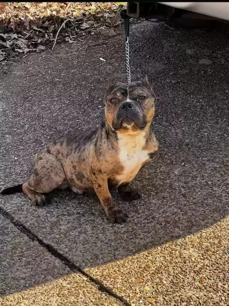 Lost dog in Memphis, TN, 38127