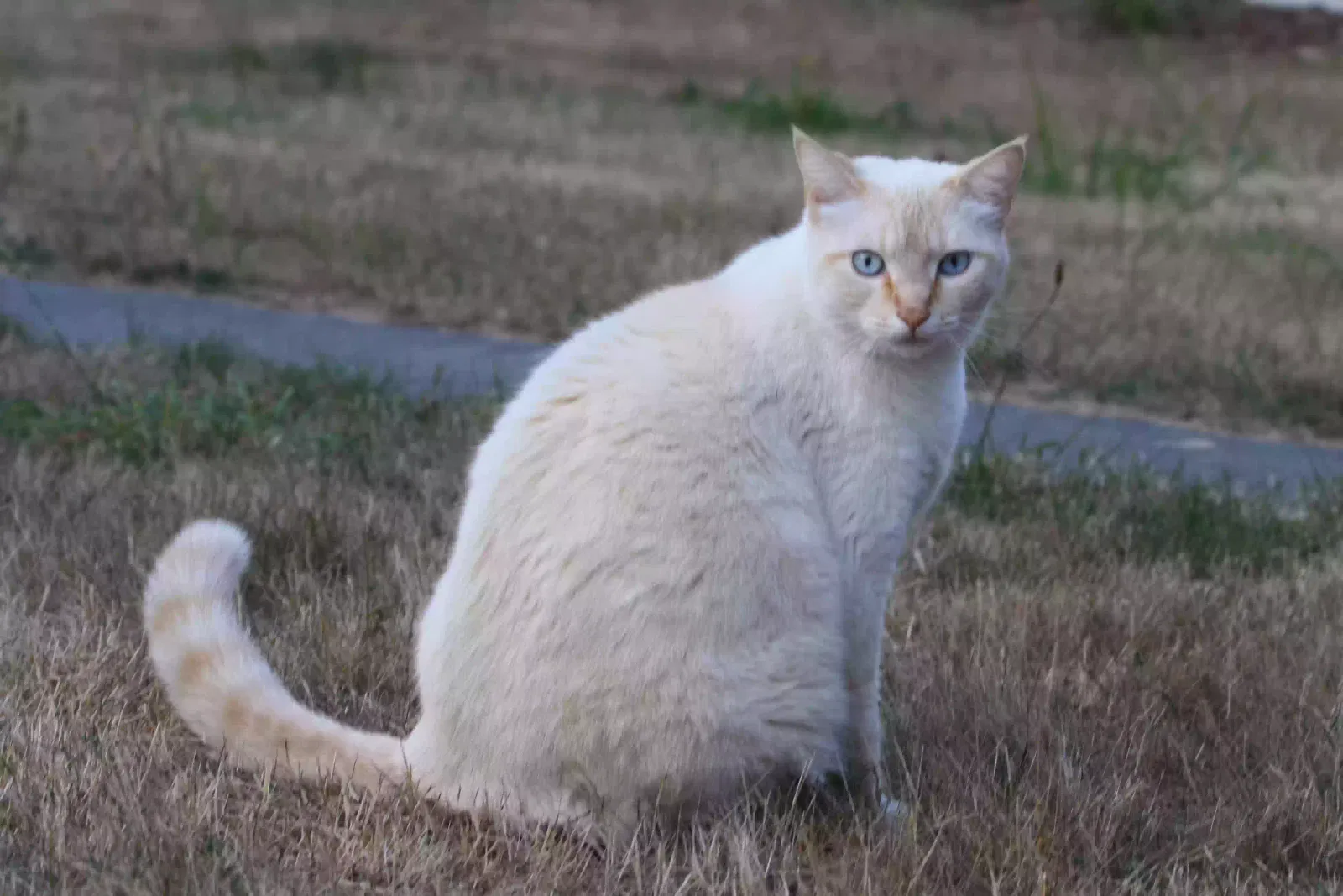 Lost cat in Florence, OR, 97439