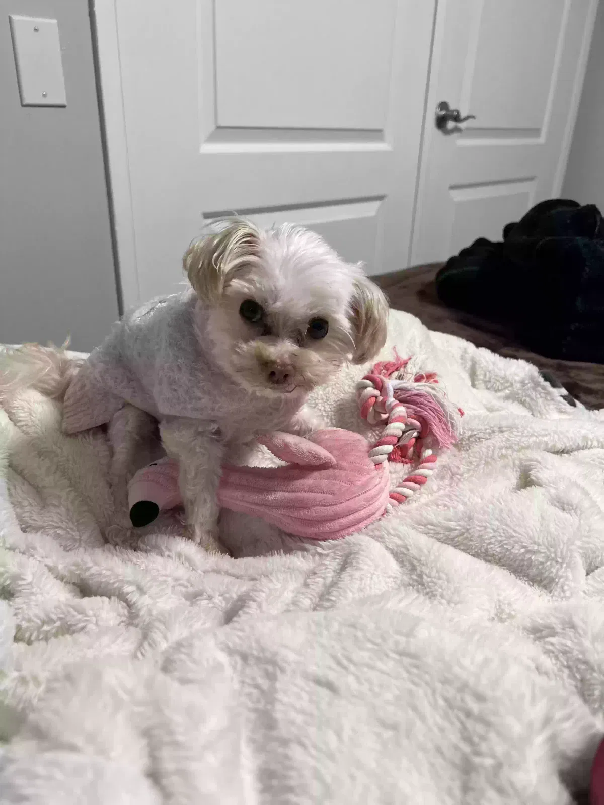 Lost dog in Lexington Park, MD, 20653