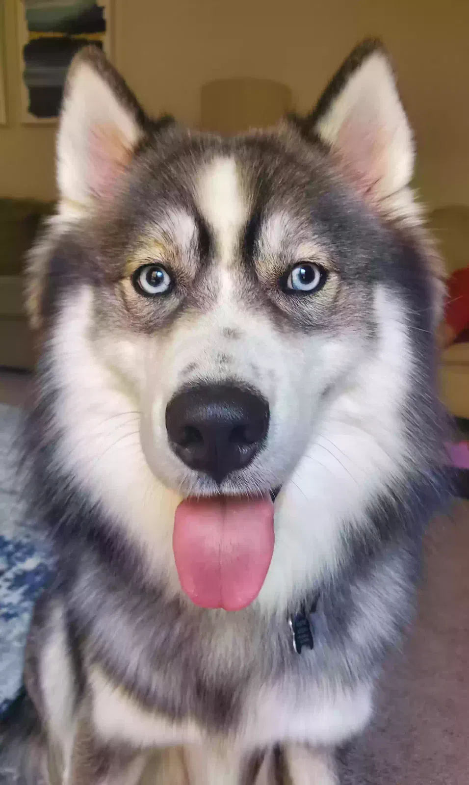 Lost dog in Hollywood, MD, 20636