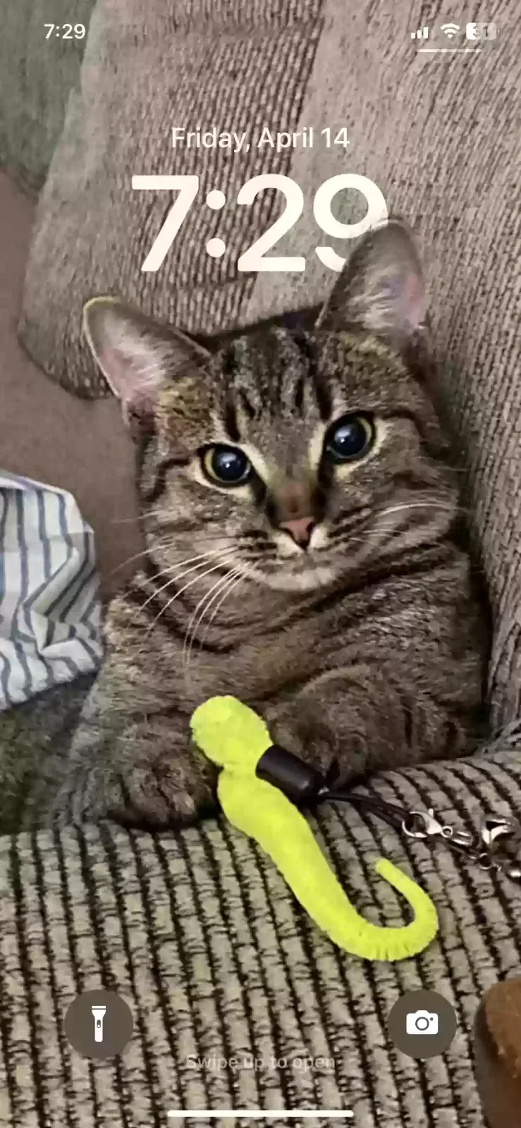 Lost cat in Winchester, KY, 40391