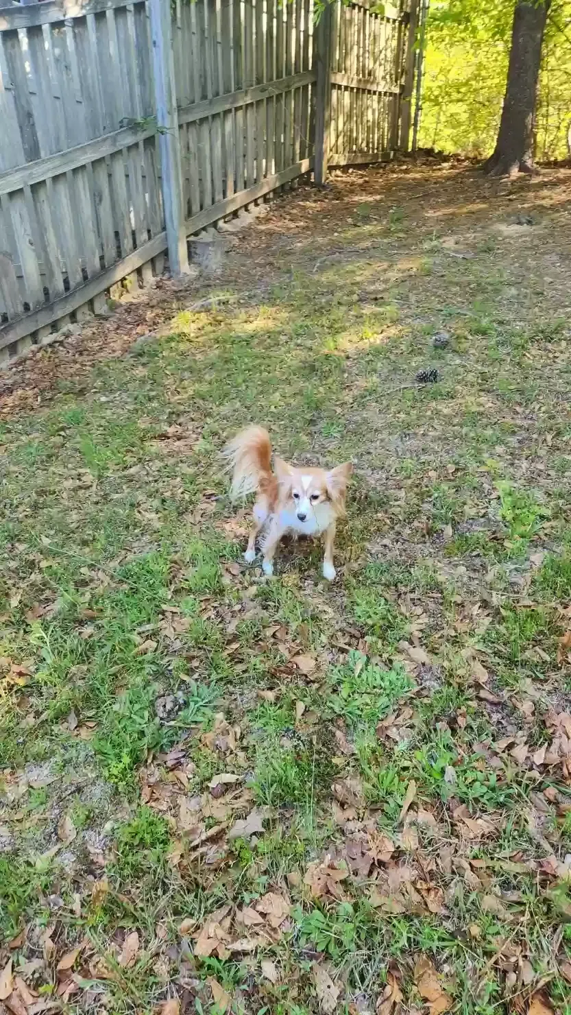 Found dog in Macon, GA, 31220